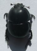 Jekelius intermedius